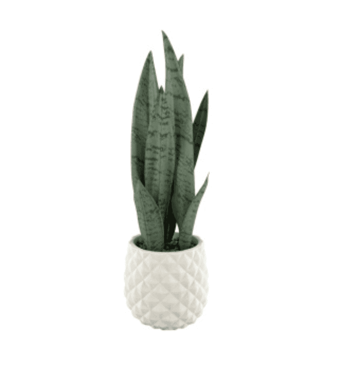 Planta Artificial - Zonamuebles