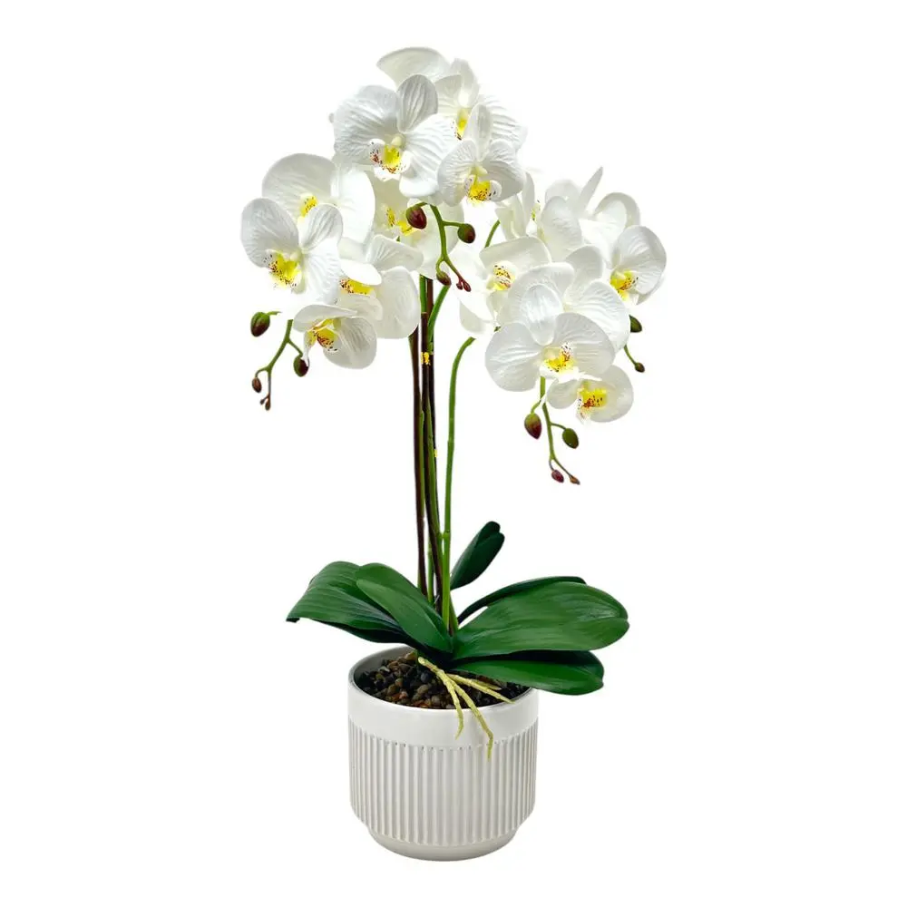 Orquidea c/pote