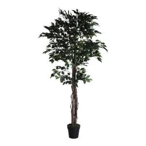 Ficus c/pote